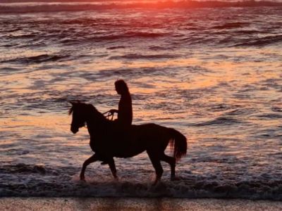 Cabalgatas Alanca