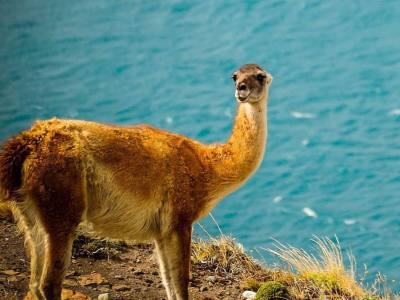 Agencias de viajes y turismo Puma House