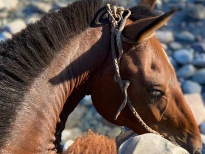 Cabalgatas Patagonia Adentro Cabalgatas