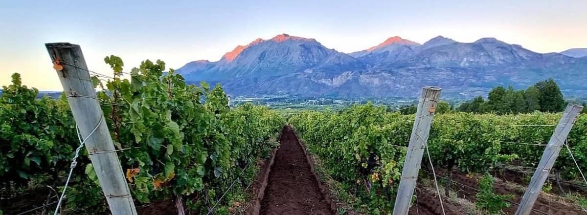 Bodegas Patagonia Wines