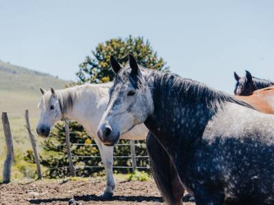 Horseback Riding Trips Freecast Patagonia