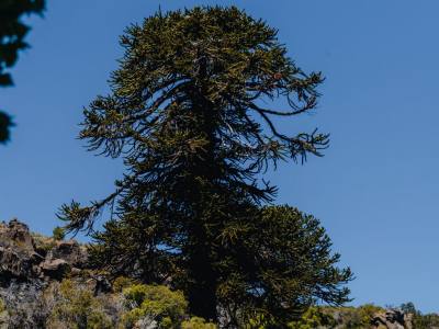 Horseback Riding Trips Freecast Patagonia