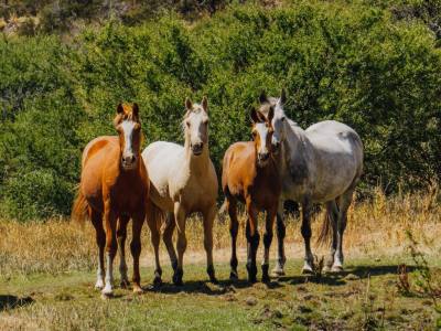 Horseback Riding Trips Freecast Patagonia