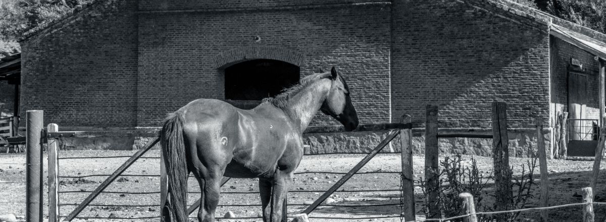 Horseback Riding Trips Freecast Patagonia