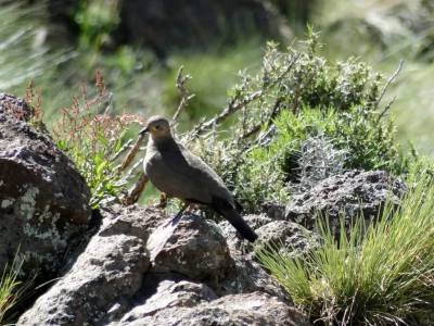 Operadores de Servicios Turísticos North Patagonia 4X4