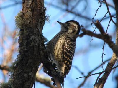 Operadores de Servicios Turísticos North Patagonia 4X4