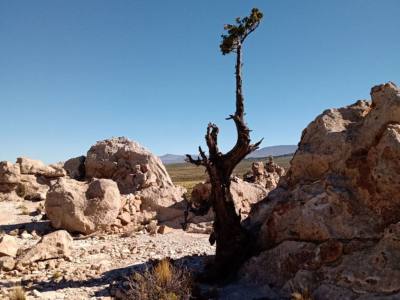 Mountain Ascents/Hiking Trekking Caviahue