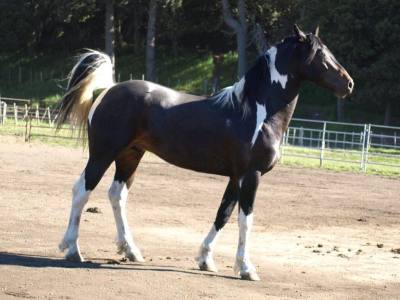 Cabalgatas Cabalgatas Frisón Barock Patagonia