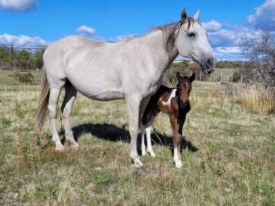 Cabalgatas Cabalgatas Frisón Barock Patagonia