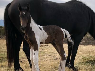 Cabalgatas Cabalgatas Frisón Barock Patagonia