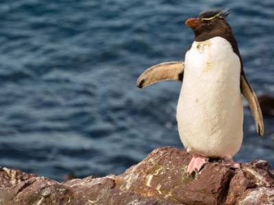 Operadores de Servicios Turísticos Puerto Penacho