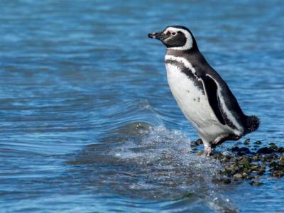 Operadores de Servicios Turísticos Puerto Penacho