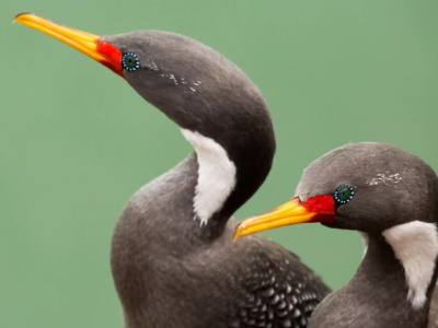 Operadores de Servicios Turísticos Puerto Penacho