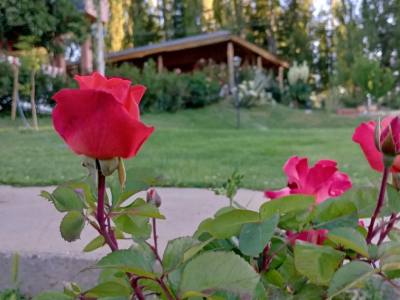 Alojamiento en Huinganco Las Rosas de Huinganco