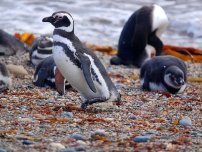 Travel and Tourist Agency Albatros Patagonia