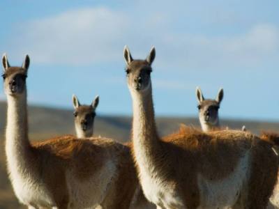 Travel and Tourist Agency Albatros Patagonia