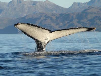 Travel and Tourist Agency Comapa Tour Operator Patagonia