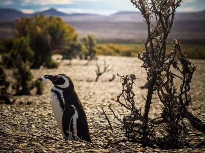 Avistajes Excursiones Pinocho