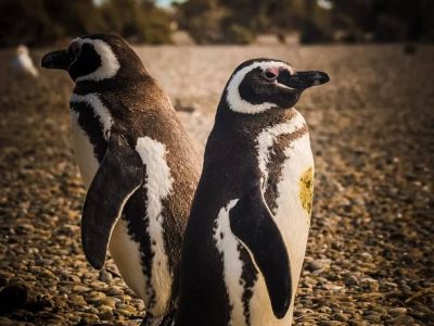 Avistajes Excursiones Pinocho