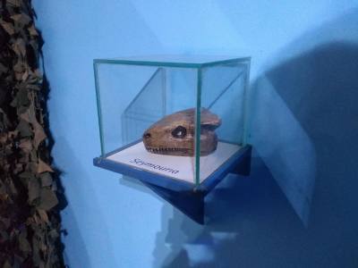 Museums Histórico y de Ciencias Naturales