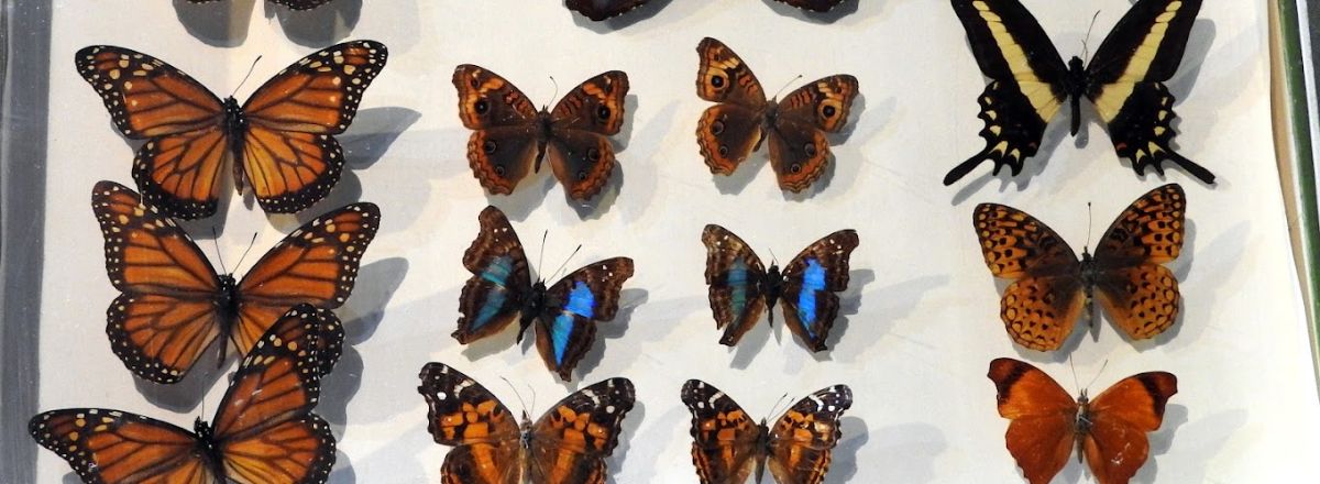 Museums Histórico y de Ciencias Naturales