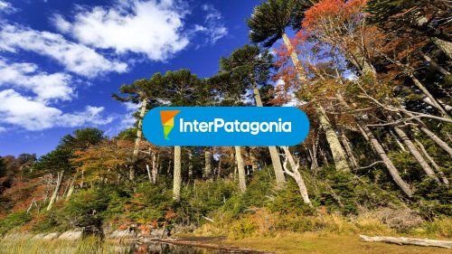 Araucarias Parque Nacional Huerquehue