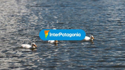 Familia de patos