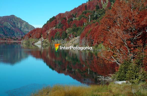 Tonos otoales en la Laguna Quillelhue - Pucn