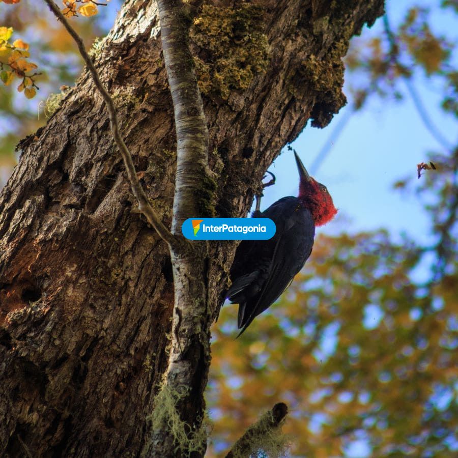 Pajro Carpintero - Pucn