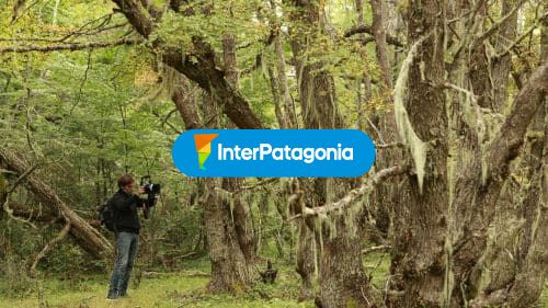 Fotografiando arboles