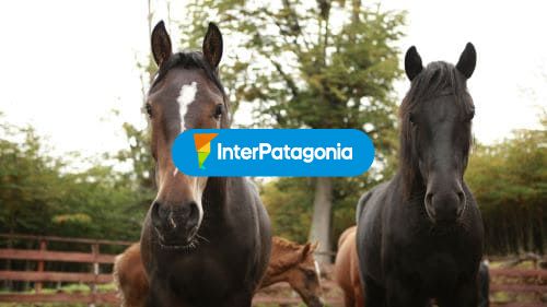 Hermosos e imponentes