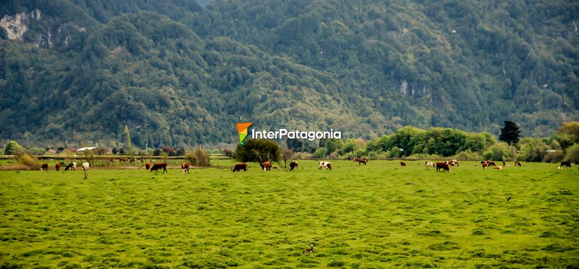 Verde campo chileno - Puerto Aysn