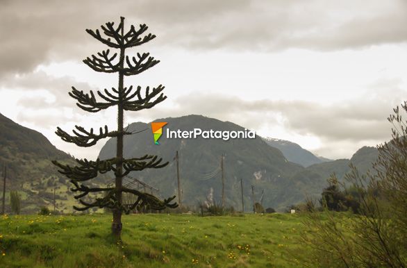 La araucaria o pehun - Puerto Aysn