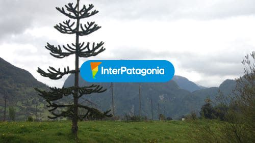 La araucaria o pehuén