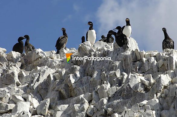 Petrel gigante - Puerto Deseado