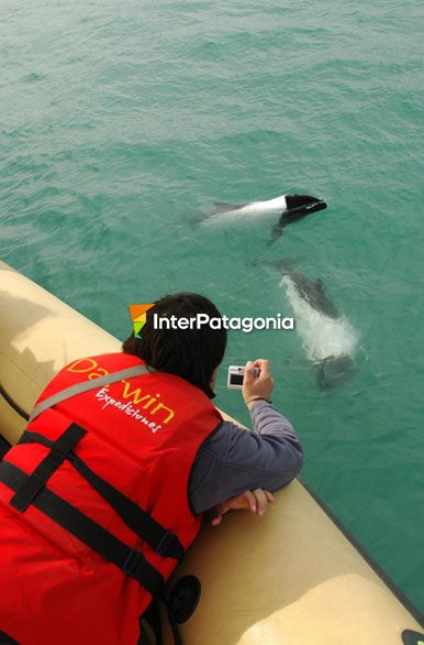 Toninas juguetonas - Puerto Deseado