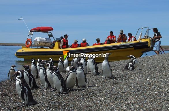 Visita a los pinginos - Puerto Deseado