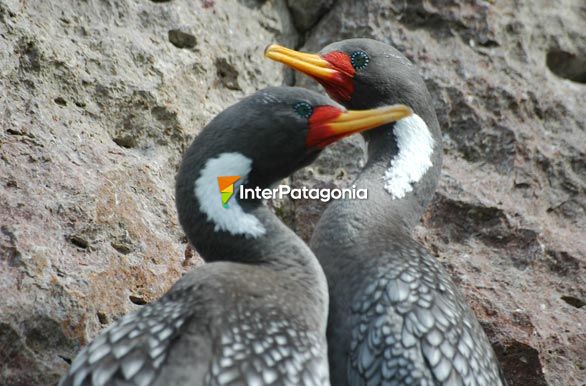 Pareja de cormoranes - Puerto Deseado