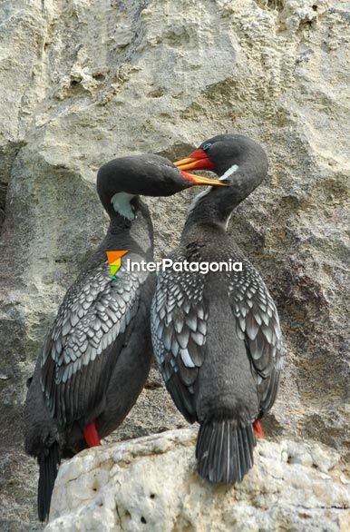 Pareja de cormornes - Puerto Deseado