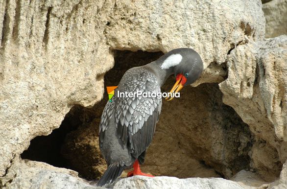 Nido del cormorn - Puerto Deseado