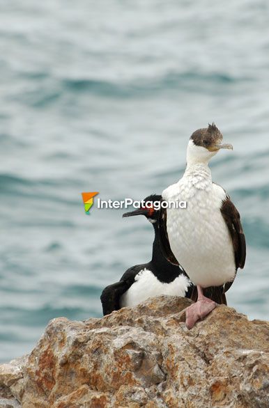 Avifauna de Cabo Blanco - Puerto Deseado