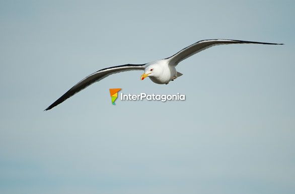 Gaviota cocinera - Puerto Deseado