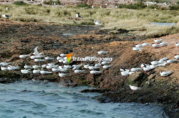 Gaviotines en vuelo - Puerto Deseado