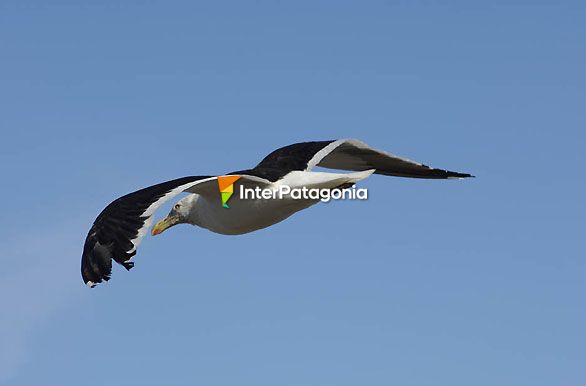 Vuelo sin destino - Puerto Deseado