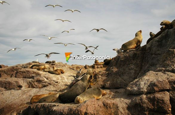 Isla de los lobos - Puerto Deseado