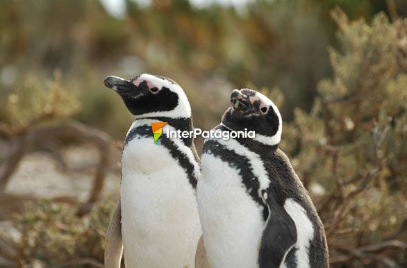 Pinginos Magallanicos - Puerto Deseado