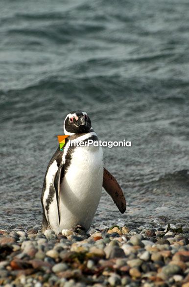 Pingüino en Ría Deseado