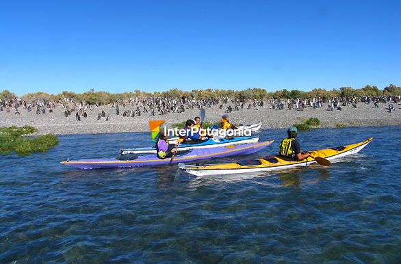 Avistaje en kayaks - Puerto Deseado