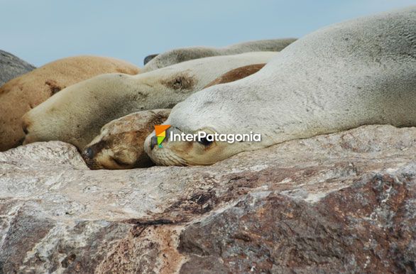 Lobos marinos al sol - Puerto Deseado