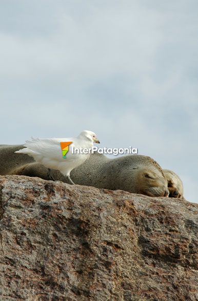 Paloma antrtica - Puerto Deseado